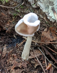 Helvella compressa