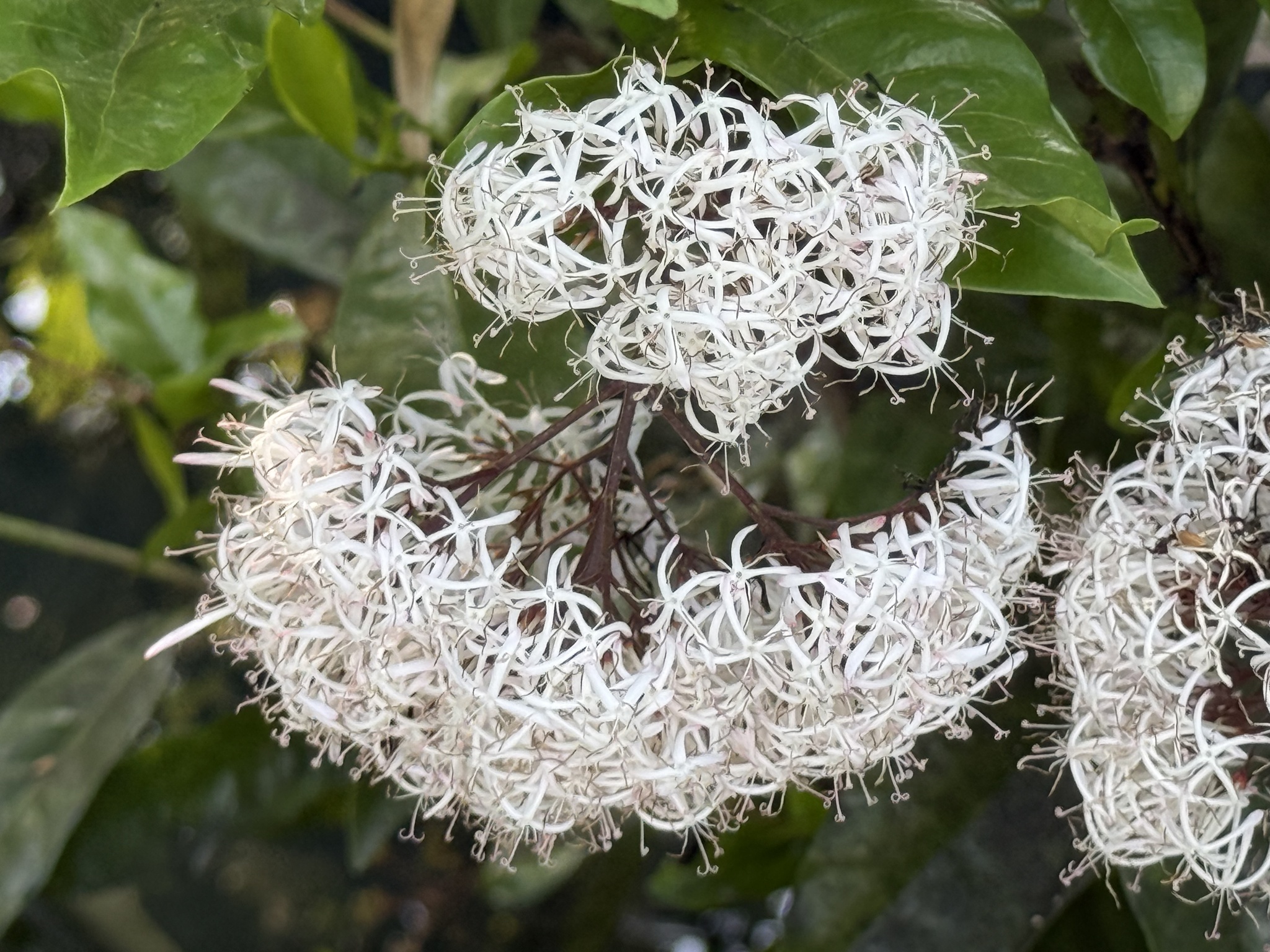 Ixora nigricans (Ixora nigricans)