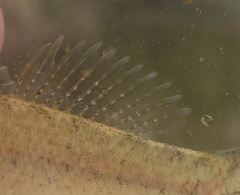 Etheostoma chienense