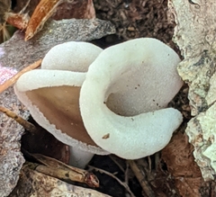 Helvella compressa