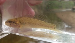 Etheostoma chienense
