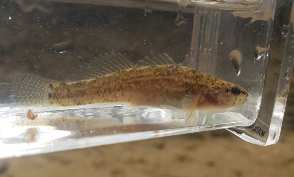 Relict Darter