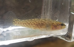 Etheostoma chienense