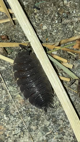 Common Rough Woodlouse