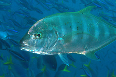 Carangoides
