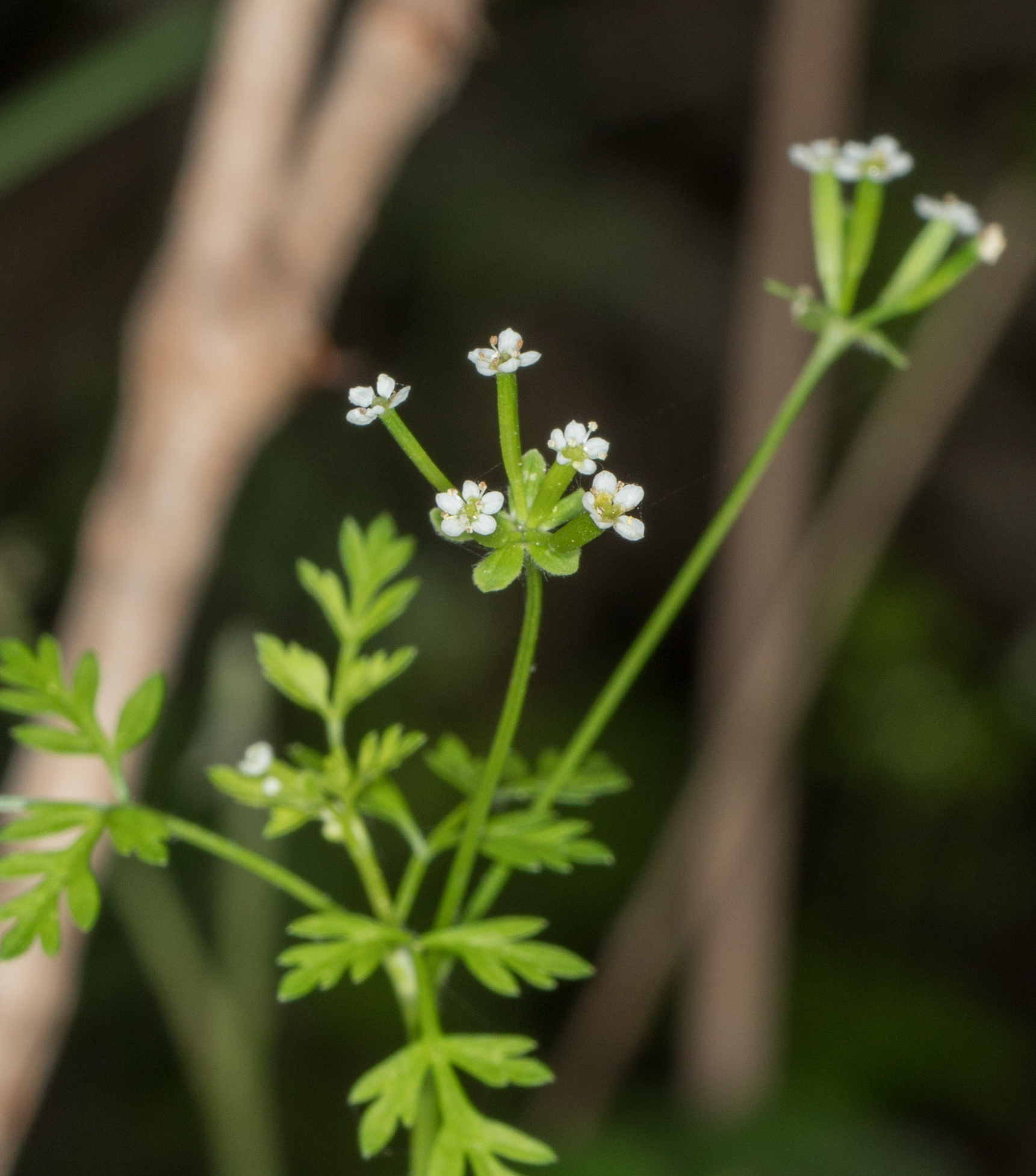 Chaerophyllum tainturieri