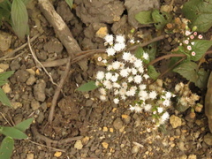 Ageratina pichinchensis