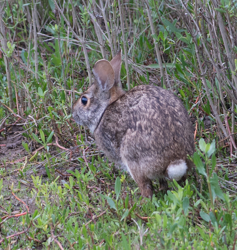 Sylvilagus aquaticus