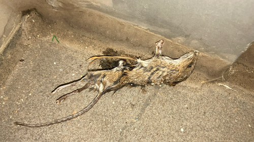 Korean Striped Field Mouse
