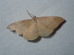 Rhodostrophia calabra