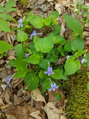 Viola rostrata