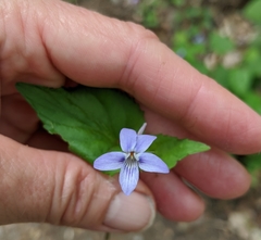Viola rostrata