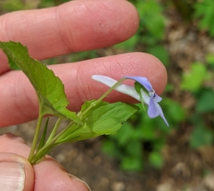 Viola rostrata