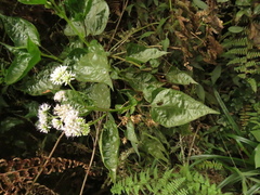 Ageratina pichinchensis