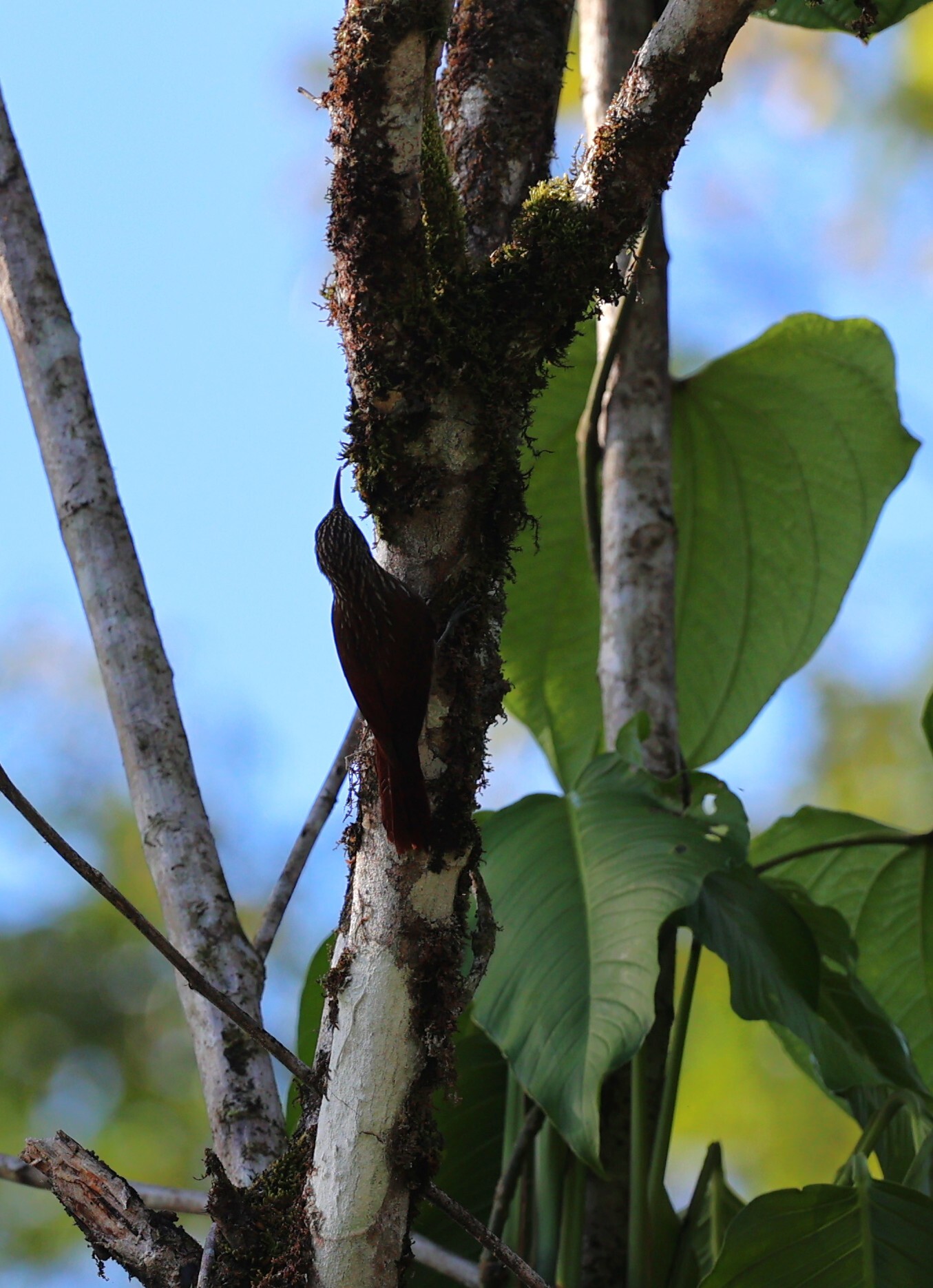 Streak-headed Woodcreeper (Lepidocolaptes souleyetii), photo 6