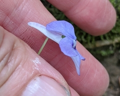 Viola rostrata