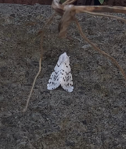 Fall Webworm Moth