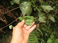 Ageratina pichinchensis