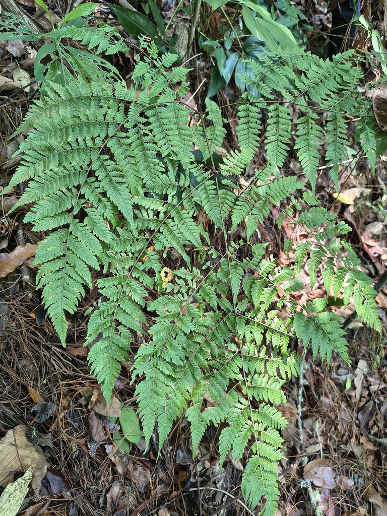 Ctenitis equestris