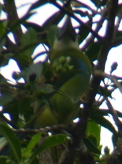 Aulacorhynchus coeruleicinctis