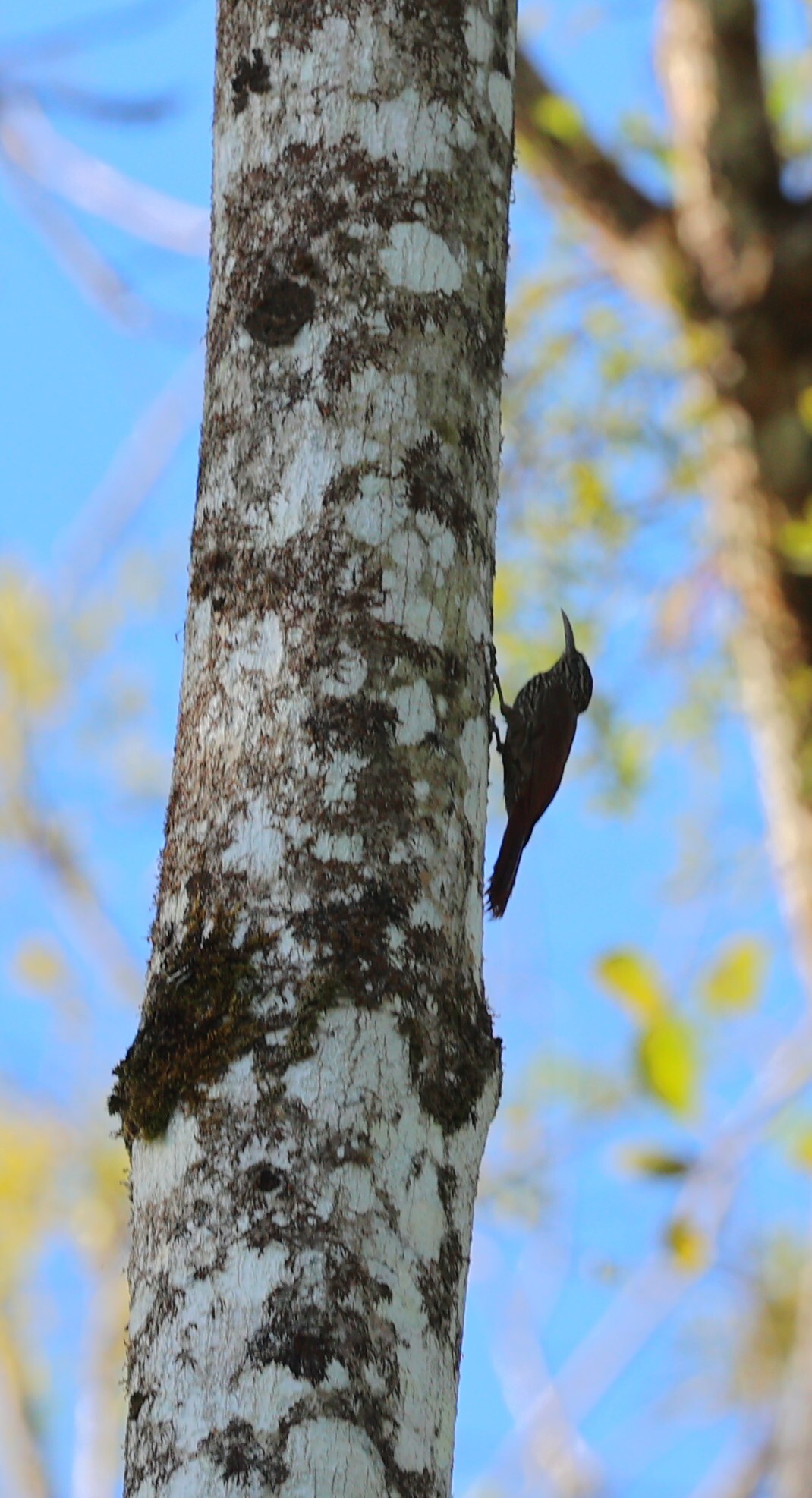 Streak-headed Woodcreeper (Lepidocolaptes souleyetii), photo 7