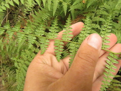 Paesia