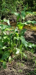 Rumex altissimus