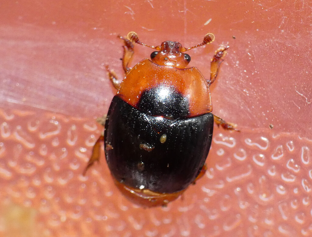 Stinkhorn beetle