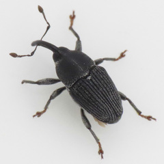 Odontocorynus salebrosus