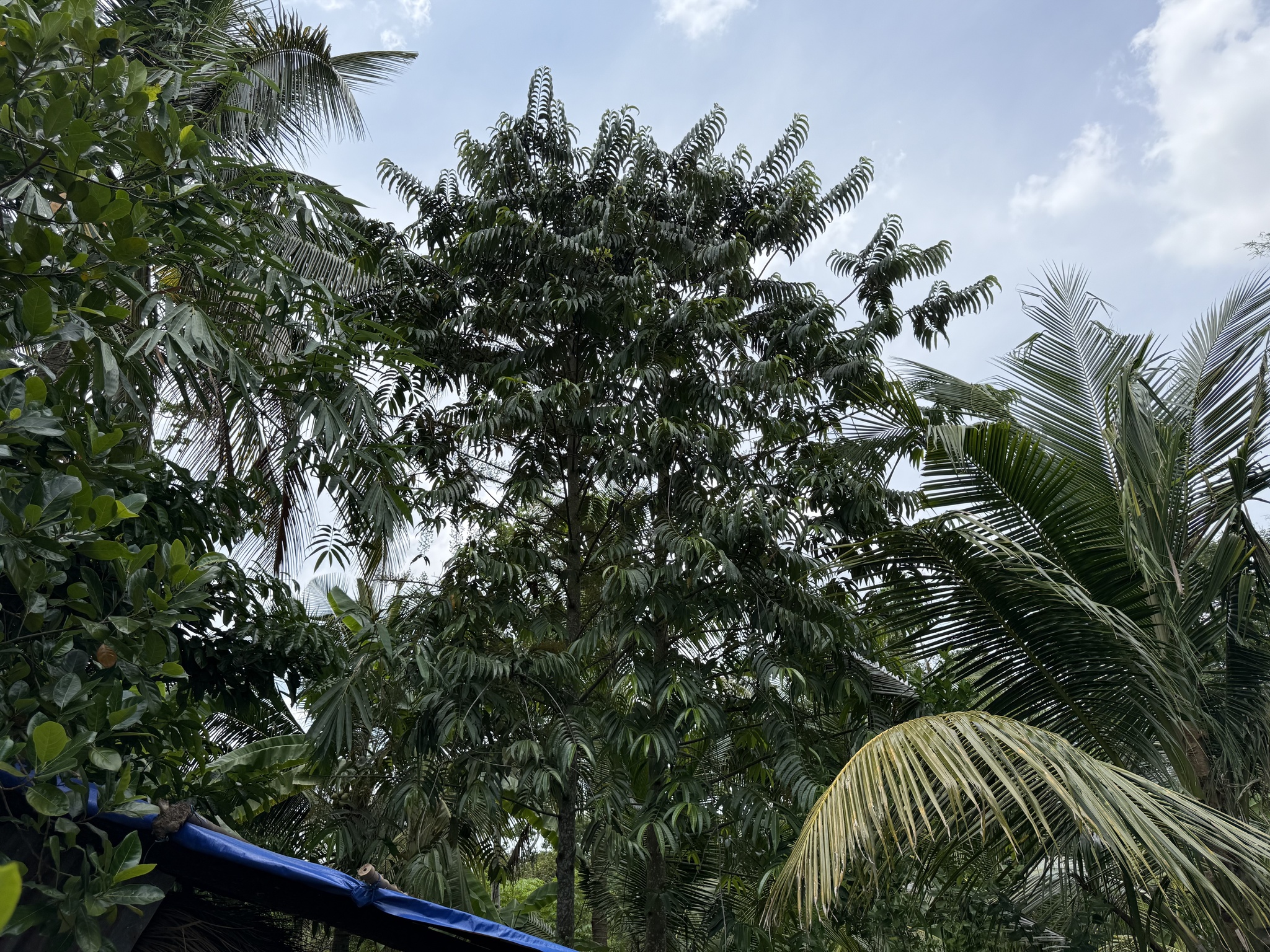 Horsfieldia amygdalina — ảnh 3