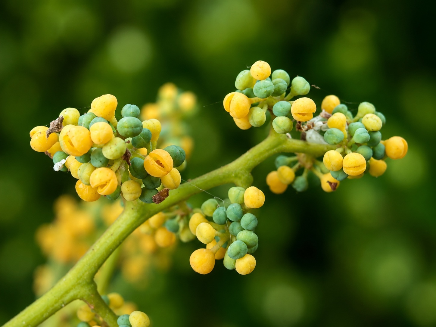Horsfieldia amygdalina — ảnh 2