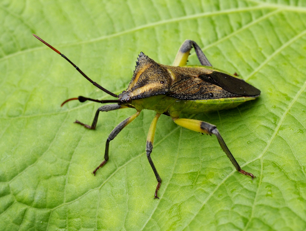 Meluchamixia