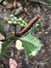 Macroglossum micacea