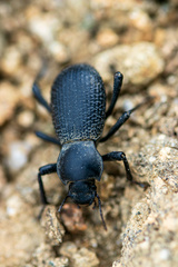 Cryptoglossa muricata