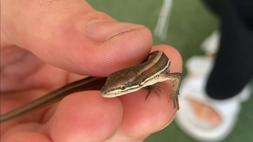 Mountain Grass Lizard