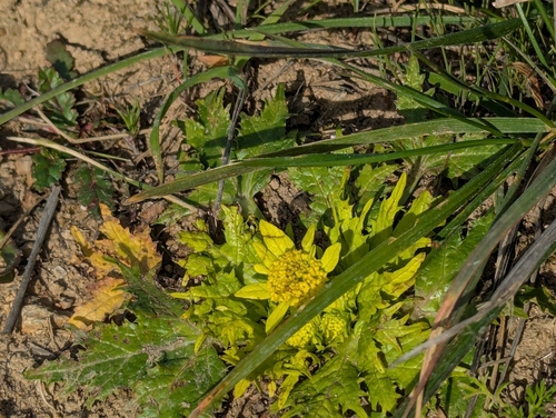 Sanicula arctopoides, photograph 4
