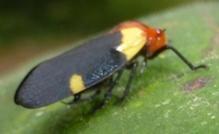 Sphenorhina bipunctata