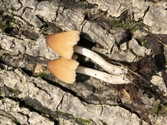 Coprinellus truncorum