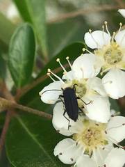 Coleoptera