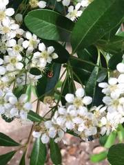 Harmonia axyridis
