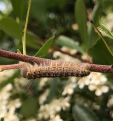 Malacosoma disstria