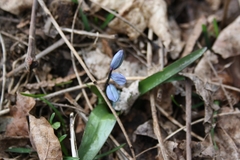 Scilla siberica