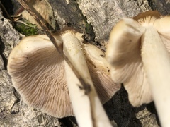 Coprinellus truncorum