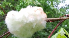 Callirhytis seminator
