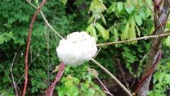 Callirhytis seminator