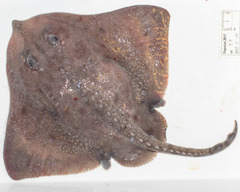 Amblyraja hyperborea