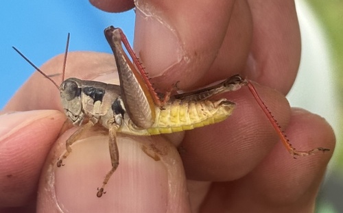 Texas Spur-throat Grasshopper photo 2