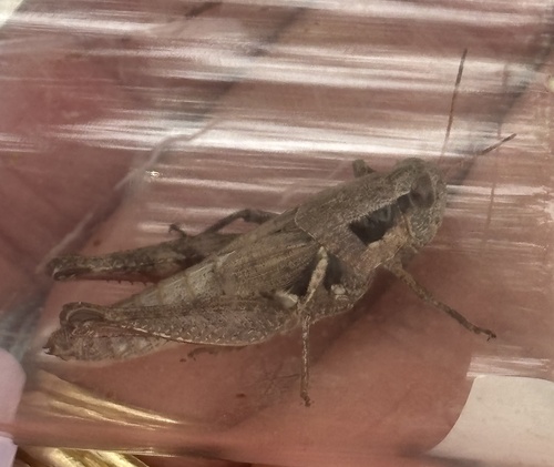 Texas Spur-throat Grasshopper