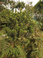 Baccharis brachylaenoides