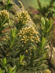 Baccharis brachylaenoides